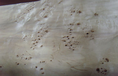Corte cortado chapa de madera plana de Burled, chapa de la construcción del Burl de la ceniza