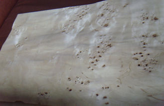 Corte cortado chapa de madera plana de Burled, chapa de la construcción del Burl de la ceniza