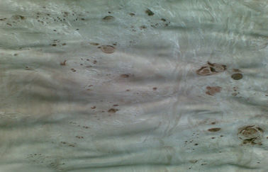 Hojas de chapa de madera cortadas Burl natural del corte del álamo, chapa del Burl del olmo