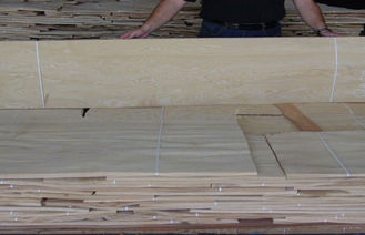 Chapa de madera dirigida Burl cortada del corte con el grueso de 0.45m m