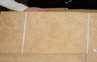 Chapa de madera dirigida Burl cortada del corte con el grueso de 0.45m m