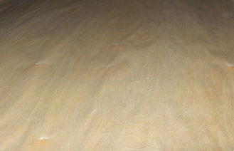 Chapa de madera de abedul del corte de la corona de oro con el grueso de 0.5m m para los paneles de pared