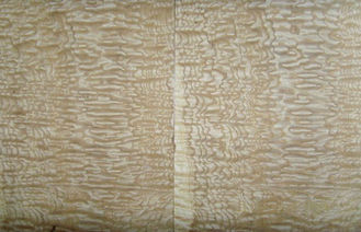 Chapa de madera cortada del Burl natural del corte, chapa de madera de la ceniza para la decoración