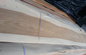 Chapa fina natural de la construcción de madera de abedul dirigida preacabada