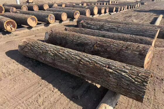 Hojas de carilla de roble con patrón de grano de corona de 0,2-0,6 mm de espesor y hasta 1220 mm de ancho para muebles y decoración