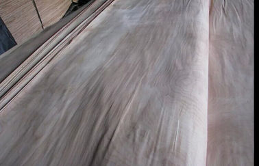 Chapa de madera del corte del corte rotatorio natural del abedul un grado para los muebles